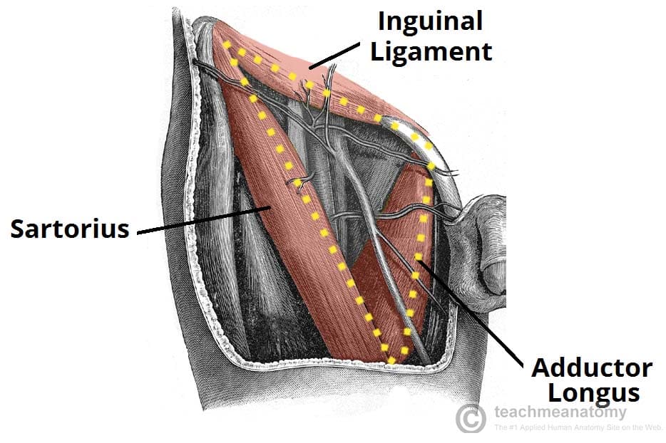 the-femoral-triangle-borders-contents-teachmeanatomy