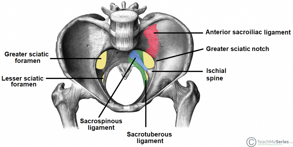 What Makes Up The Greater Sciatic Foramen