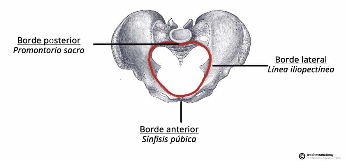 Diagrama que ilustra los límites de la entrada de la pelvis, visto desde arriba.