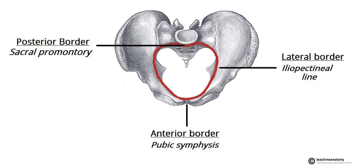 true pelvis inlet