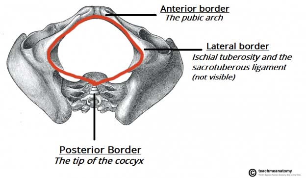 The Pelvic Girdle Structure Function Assessment Teachmeanatomy