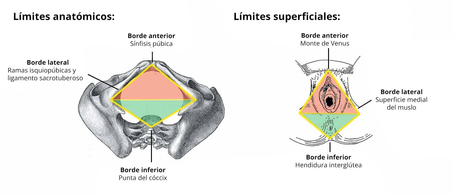 Límites anatómicos y superficiales del perineo.