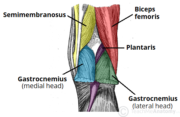 Triangular Interval - Borders - Contents - TeachMeAnatomy