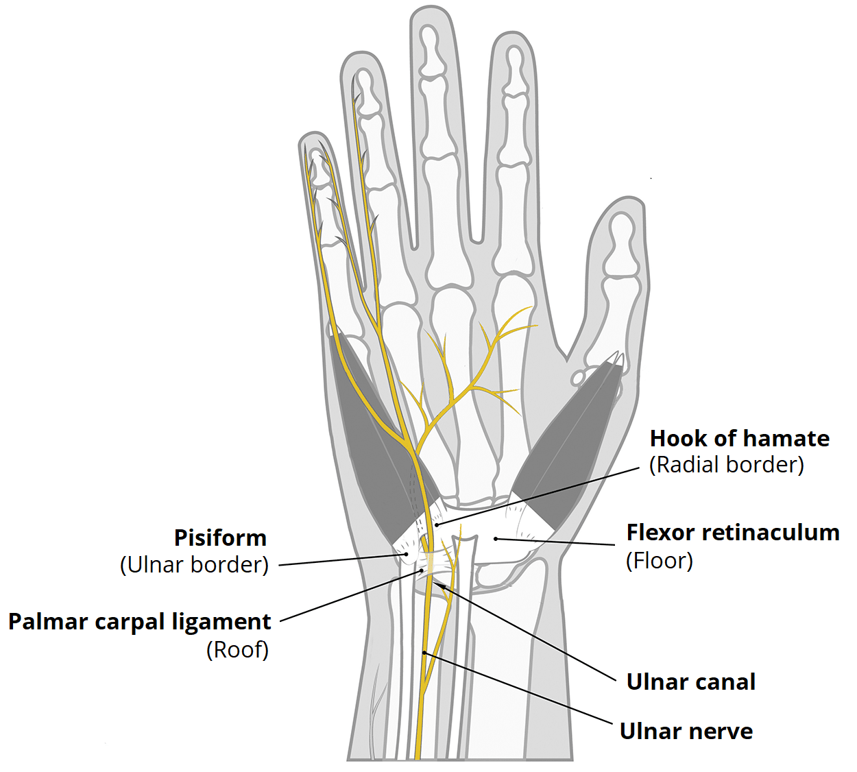 The Ulnar Canal - Guyon's - Borders - Contents - Compression -  TeachMeAnatomy