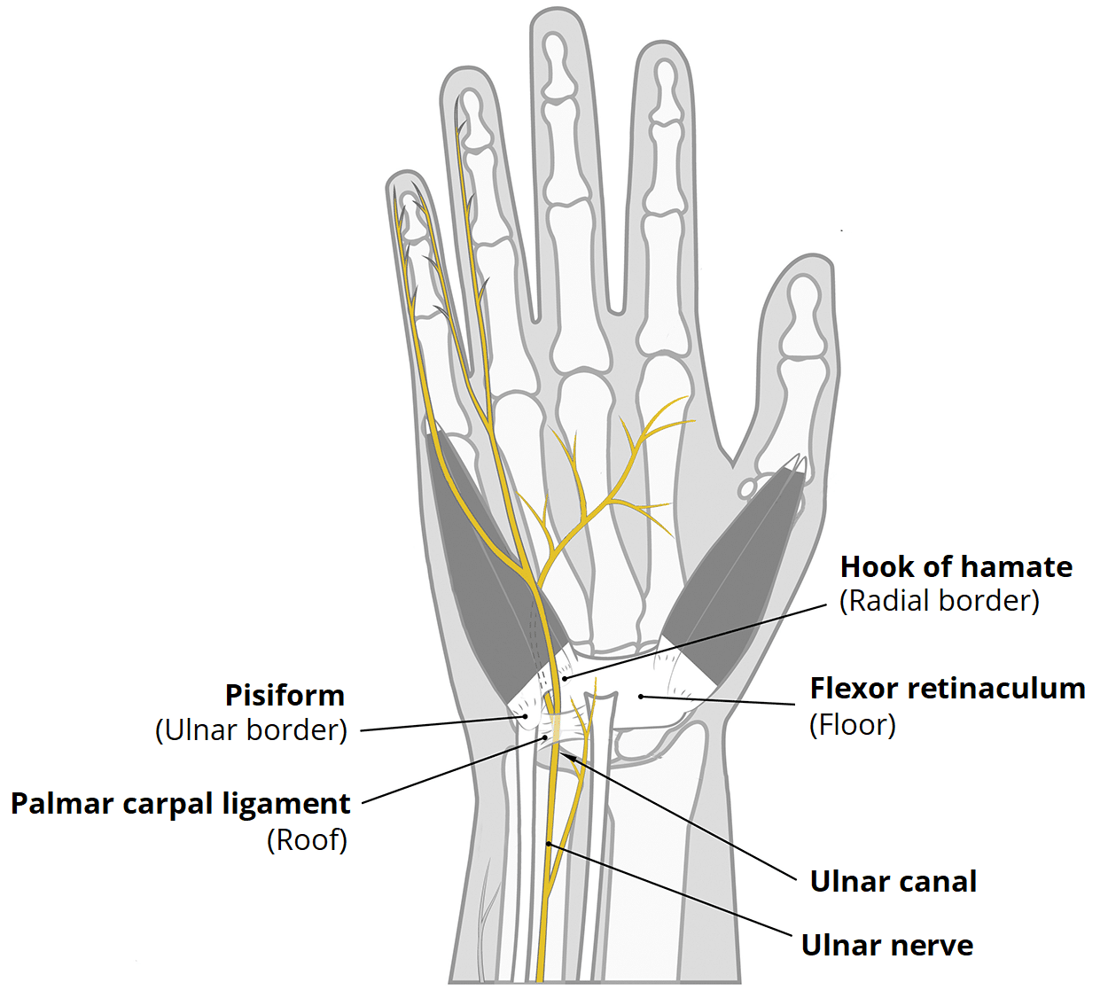 Ulnar Nerve Branches Guyon Canal
