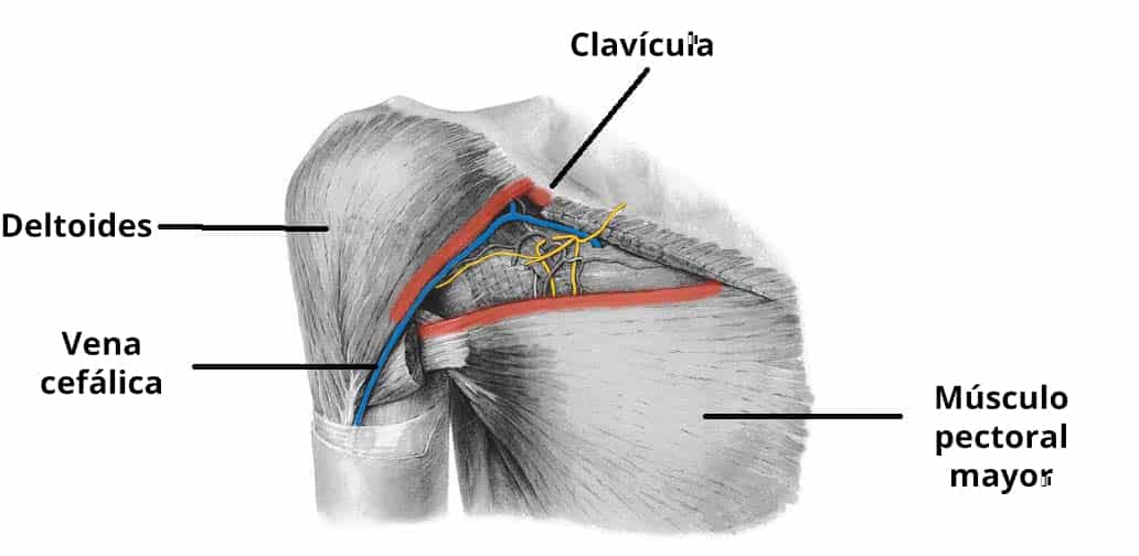 Ilustración de los límites y el contenido del triángulo clavipectoral en la región axilar.
