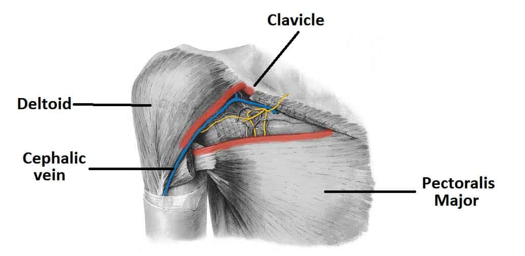 Fig 3 - Boundaries and contents of the clavipectoral triangle