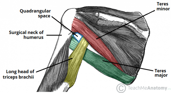 The Axilla Region - Borders - Contents - TeachMeAnatomy