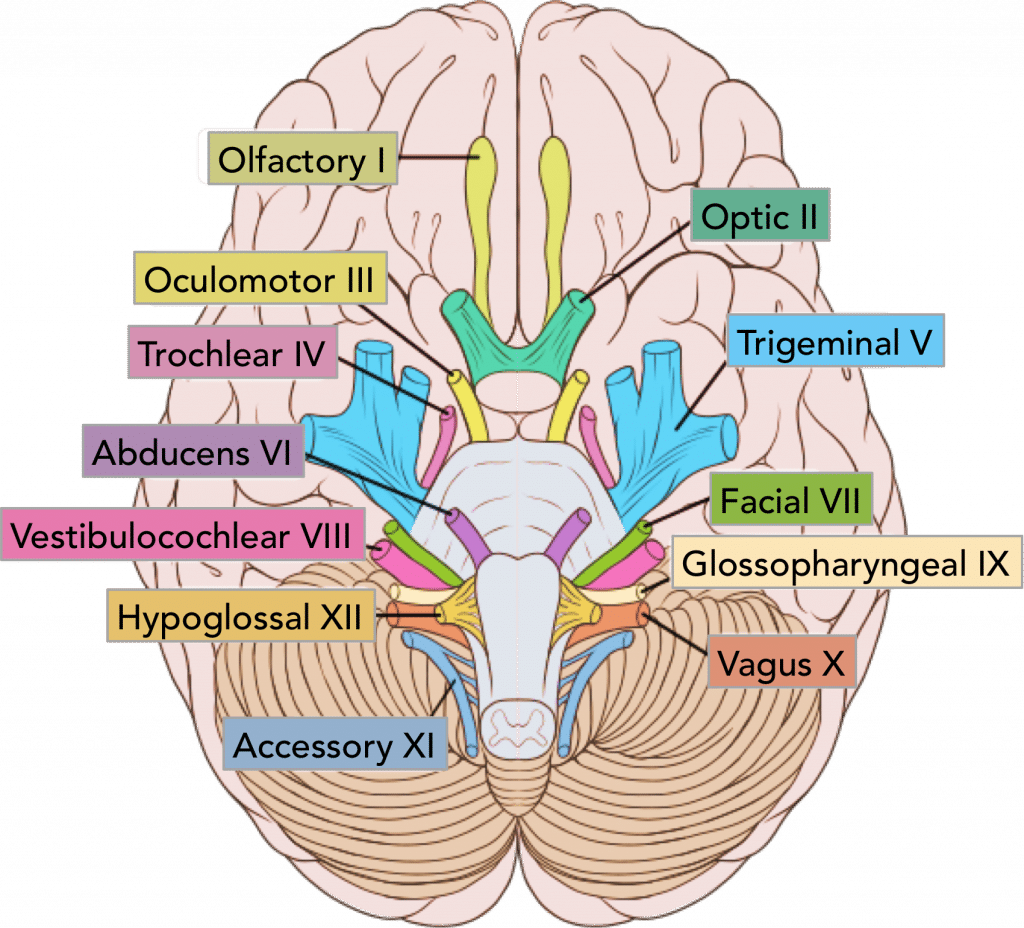 summary-of-the-cranial-nerves-teachmeanatomy