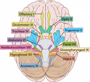 The Hypoglossal Nerve (CN XII) - Course - Motor - TeachMeAnatomy