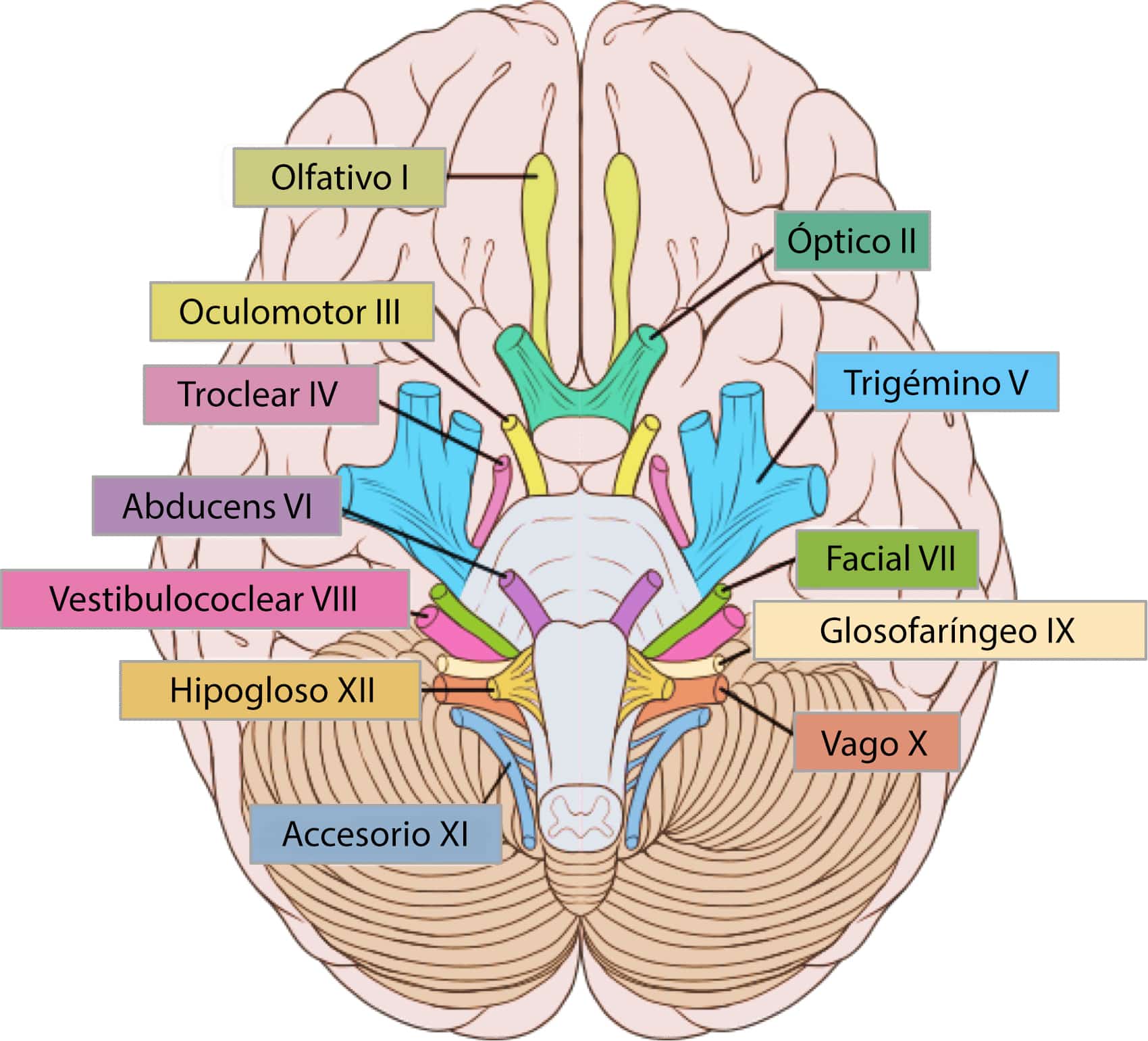 Ilustración del tronco encefálico en la que se muestra la ubicación de los nervios craneales en el cerebro y el tronco encefálico.