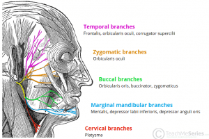 The Muscles of Facial Expression - Orbital Group - Nasal Group - Oral ...