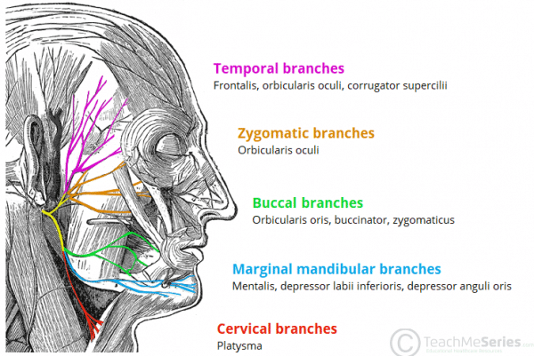 Branches Of The Facial Nerve Muscles Of Facial Expression Copyright 600x401 