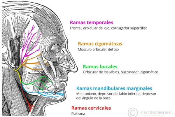 Los M sculos De La Expresi n Facial Grupo Orbitario Grupo Nasal 