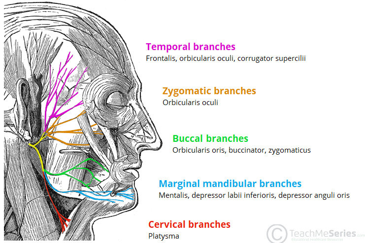 The Facial Nerve CN VII Course Functions TeachMeAnatomy