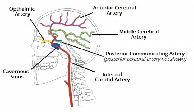 Blood Vessels and Cerebrospinal Fluid - TeachMeAnatomy