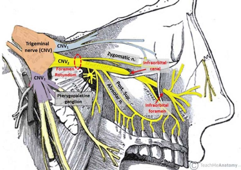 The Pterygopalatine Fossa 0144