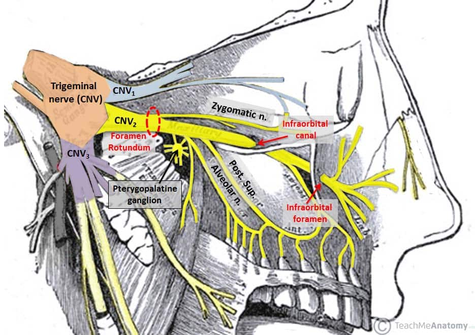 palatine nerve