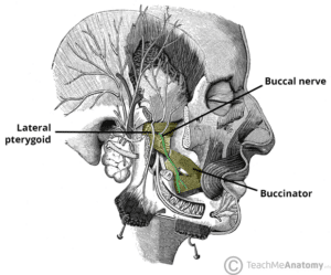 Diagram illustrating the course and supply of the buccal nerve as it emerges between the heads of the lateral pterygoid muscle.