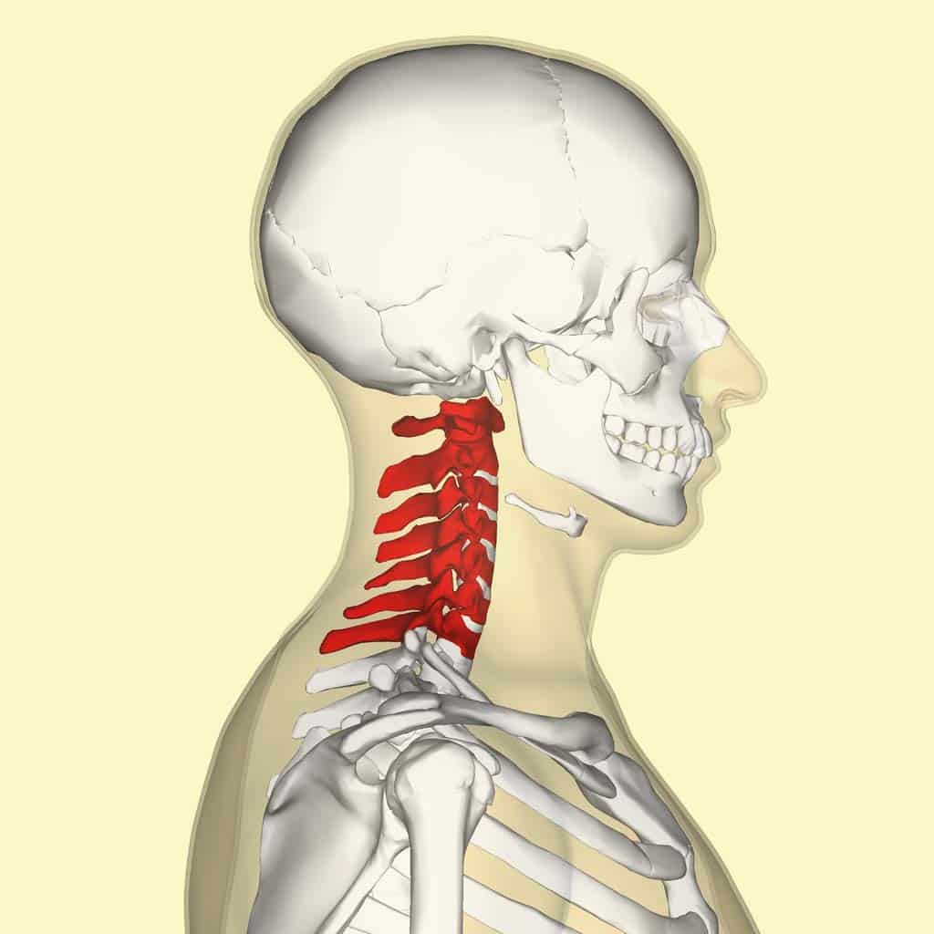 Fig 1.0 - Overview of the location of the cervical spine. 