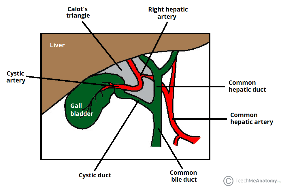 Calot's Triangle - Borders - Contents - Cholecystectomy - TeachMeAnatomy