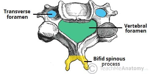 Cervical Spine Anatomy: Overview, Gross Anatomy