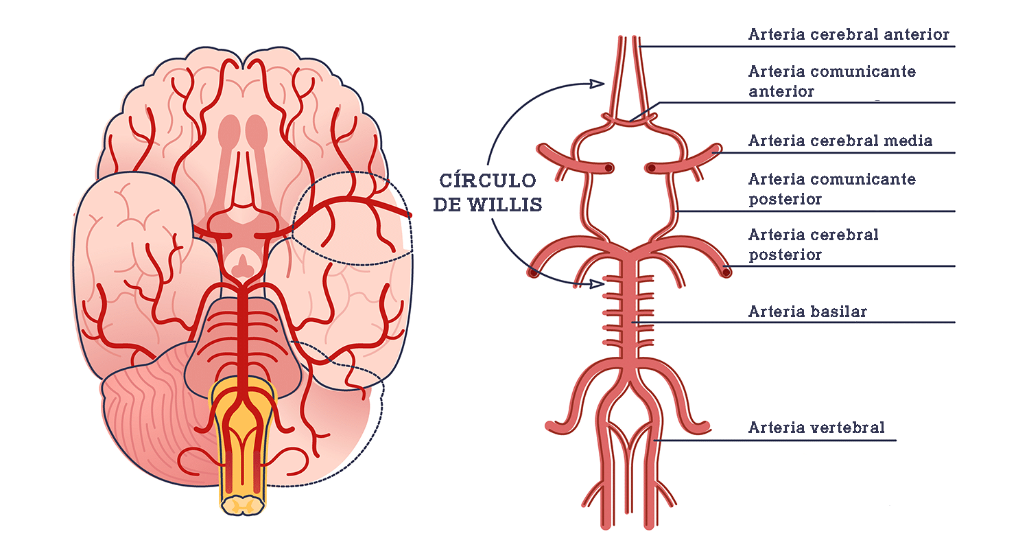 Ilustración que muestra la ubicación del círculo de Willis en la base del cerebro.