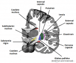 The Basal Ganglia - Direct - Indirect - Nuclei- TeachMeAnatomy