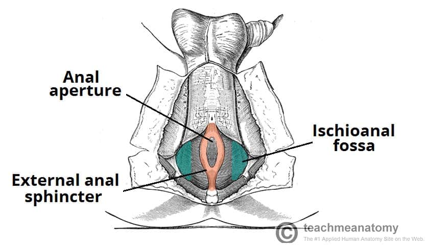Inferior view of the deep male and female perineal pouch - no