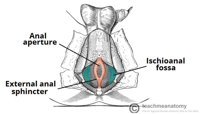 The Superior Mediastinum - Borders - Contents - TeachMeAnatomy