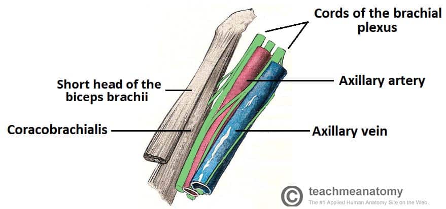 Fig 4 - Contents of the axilla region.
