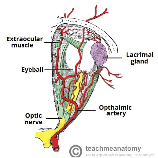 Fig 1.1 - Diagram of the arterial supply to the eye. 