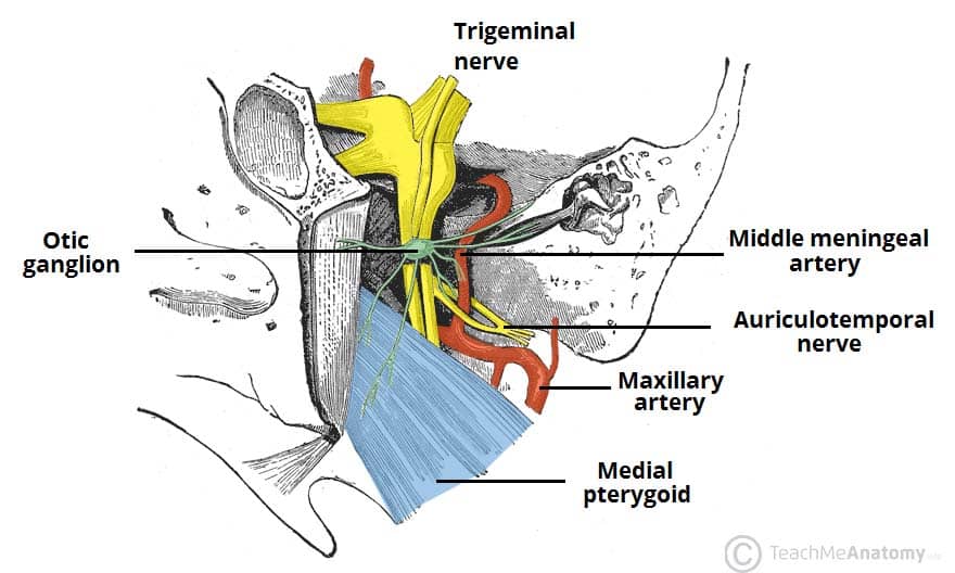 auriculotemporal nerve parotid