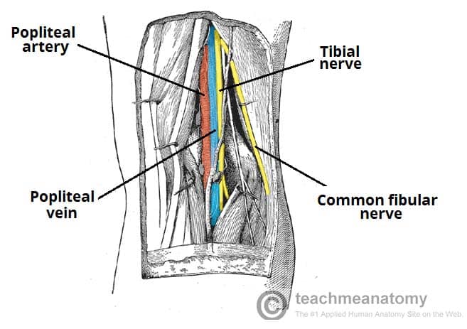 The Popliteal Fossa - Borders - Contents - TeachMeAnatomy
popliteal artery, tibial nerve, common fibular nerve, popliteal vein