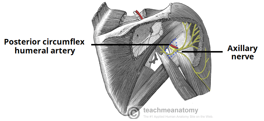 Muscles of the Upper Limb - TeachMeAnatomy