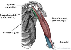 Illustration of the coracobrachialis, biceps brachii, and brachialis muscles in the anterior upper arm.