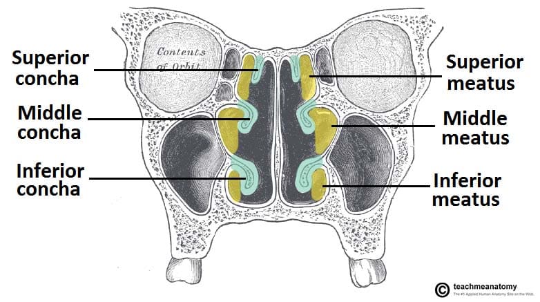 nasal turbinates anatomy