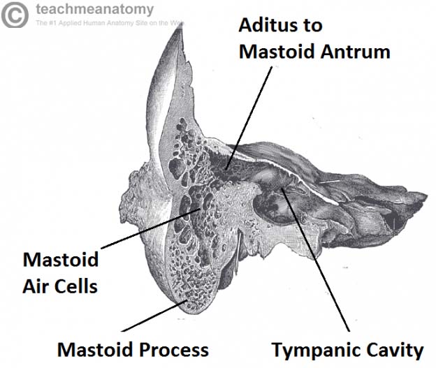 The Temporal Bone Parts Fractures Teachmeanatomy 7603