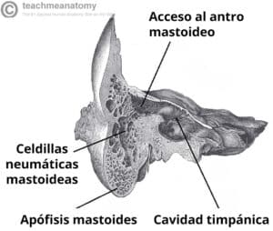 Fig. 1.2: corte coronal del hueso temporal, en el que se observan con mayor detalle las celdas aéreas de la mastoides.