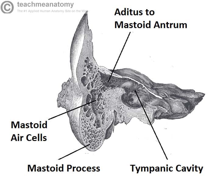 The Middle Ear - Parts - Bones - Muscles - TeachMeAnatomy