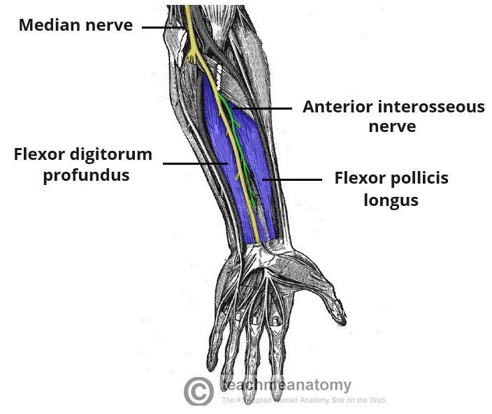 Muscle/Nerve Of The Week: Median Nerve