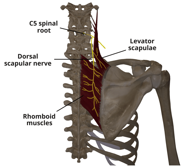 Dorsal Scapular Nerve Course Motor Functions TeachMeAnatomy