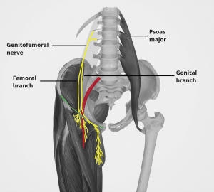 Diagram illustrating the course of the genitofemoral nerve.