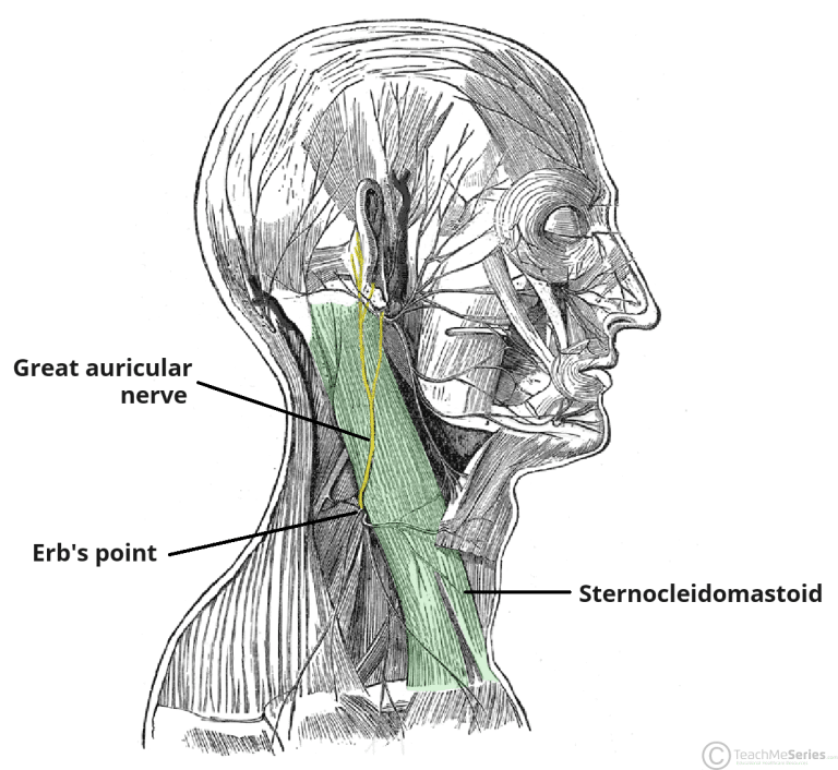 The Great Auricular Nerve - Course - Sensory - TeachMeAnatomy