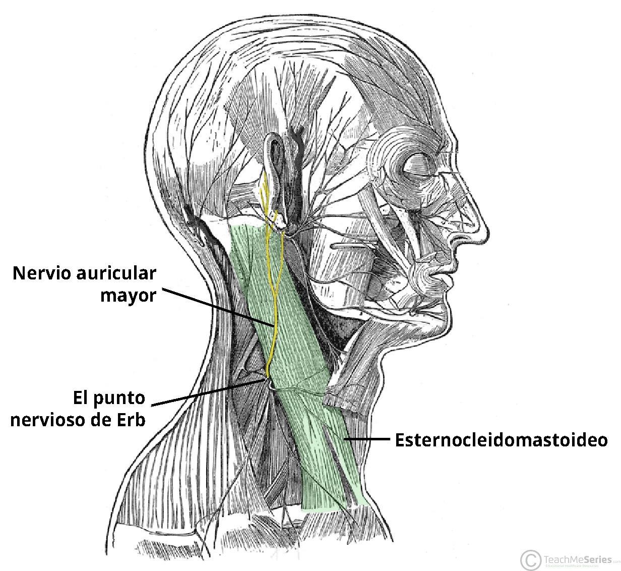 Diagrama que ilustra el trayecto del nervio auricular mayor a partir del plexo cervical.