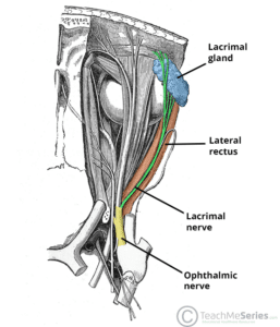 Diagram illustrating the course of the lacrimal nerve.