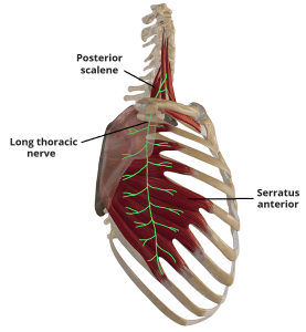 Illustration of the course of the long thoracic nerve.