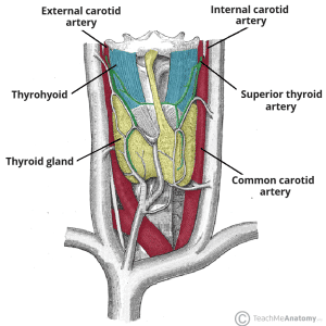 Diagram illustrating the course and variable branching pattern of the superior thyroid artery.