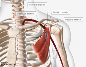 Diagram illustrating the course of the thoracoacromial trunk and its four terminal branches.