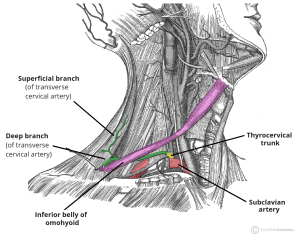 Diagram illustrating the course of the transverse cervical artery.
